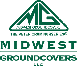 Midwest Groundcovers