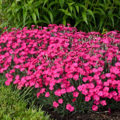 Dianthus paint the town magenta