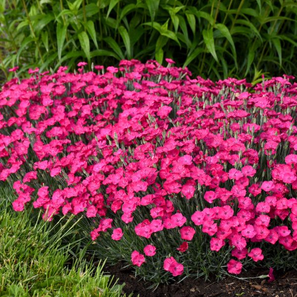 Dianthus paint the town magenta