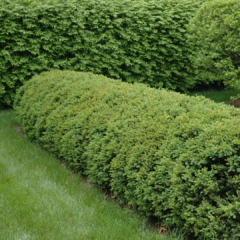Buxus Chicagoland Green 1