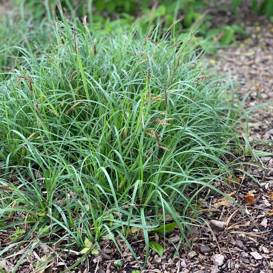 Carex Flacca 1