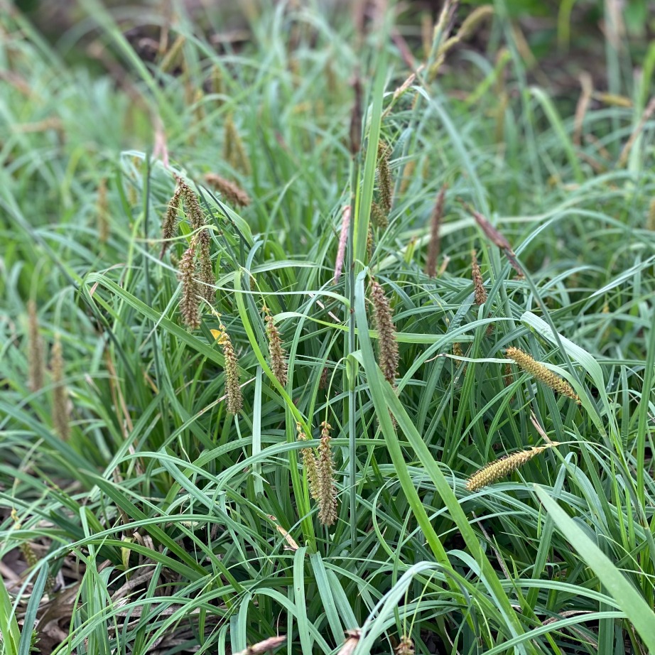 Carex Flacca 2