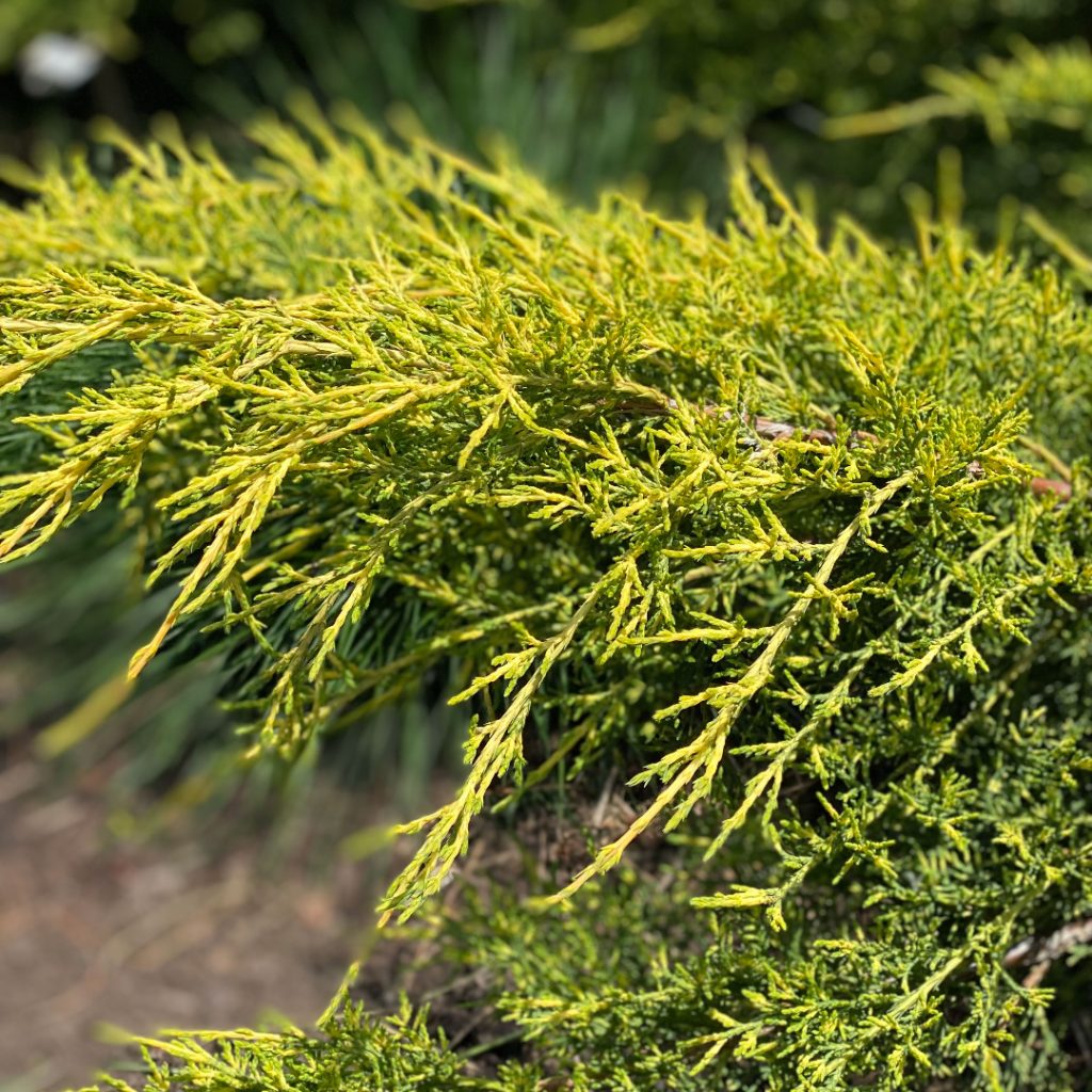 Juniperus Gold Lace 2