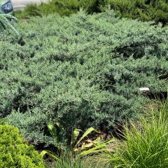 Juniperus Nordic Blue