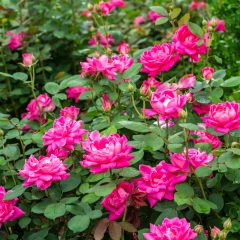 Rosa Knock Out Pink Double 10