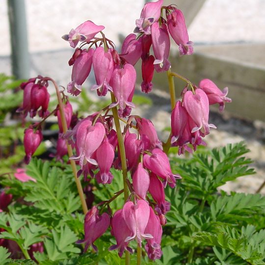 20107B Dicentra Luxuriant A PO 2