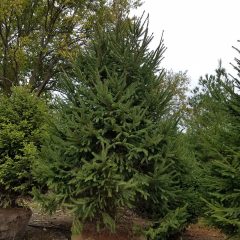 20170A Picea abies A TR 2
