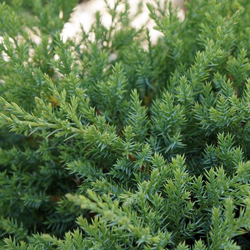 20185A Juniperus Kallays Compact A CF 1