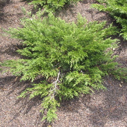 20188A Juniperus Mini Arcadia A CF 1