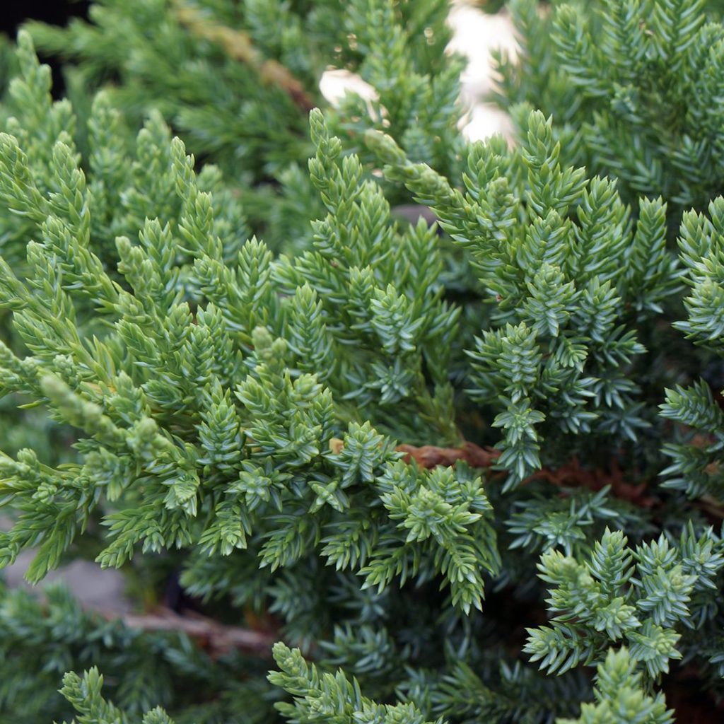 20213A Juniperus Viridis A CF 2