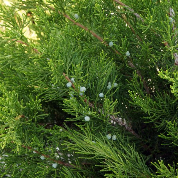 20317A Juniperus Sea Green A CF 1