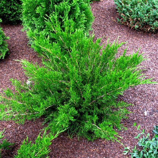 20317B Juniperus Sea Green B CF 2