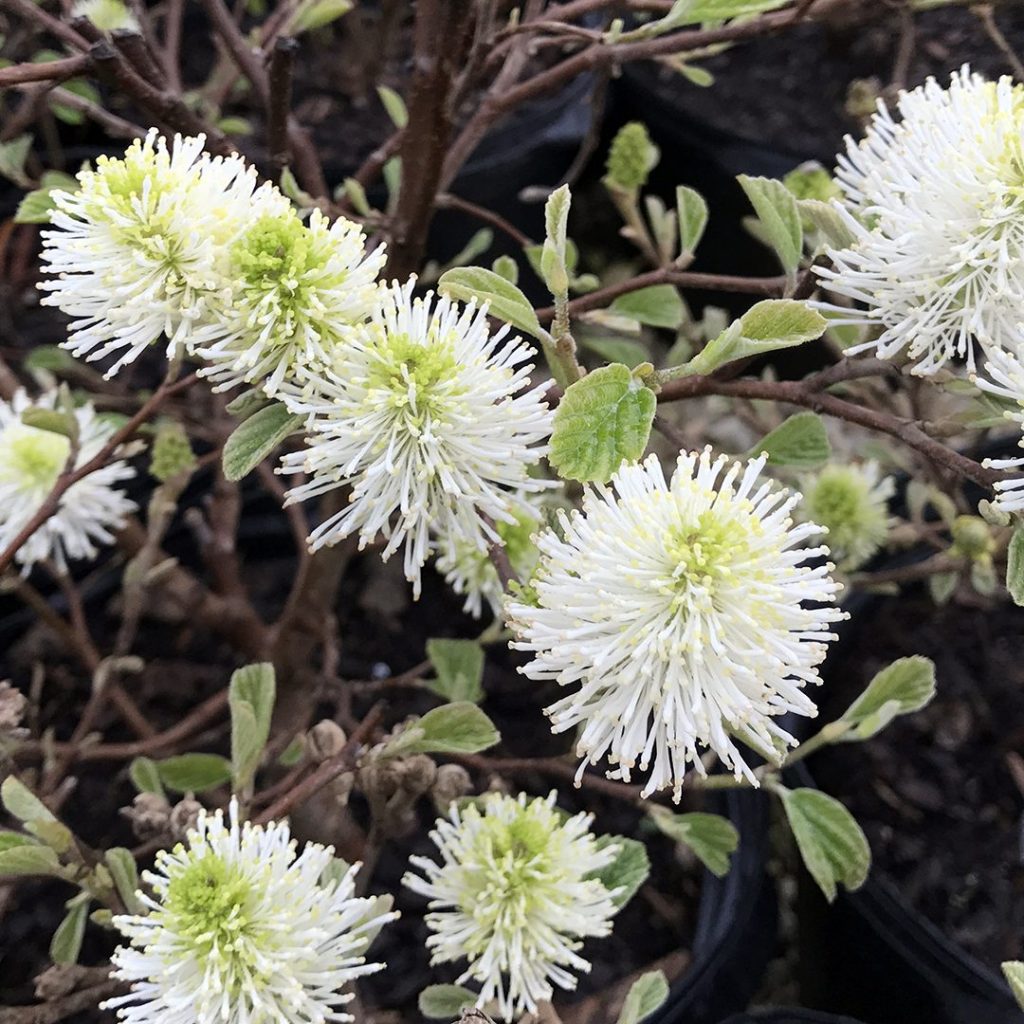 20397A Fothergilla Mount Airy 2