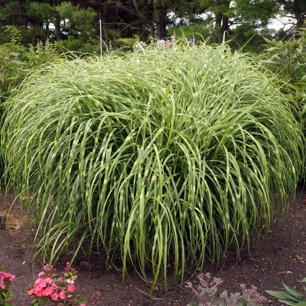 20435A Miscanthus strictus A GS 1