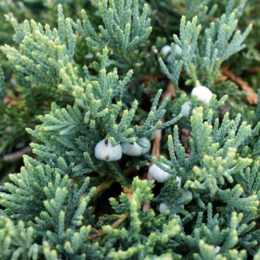20591A Juniperus Blue Rug CF A 1