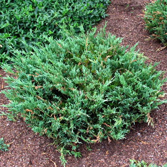20592A Juniperus Plumosa Compacta A CF 1