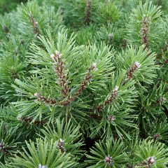 20627A Pinus Slowmound A CF 1