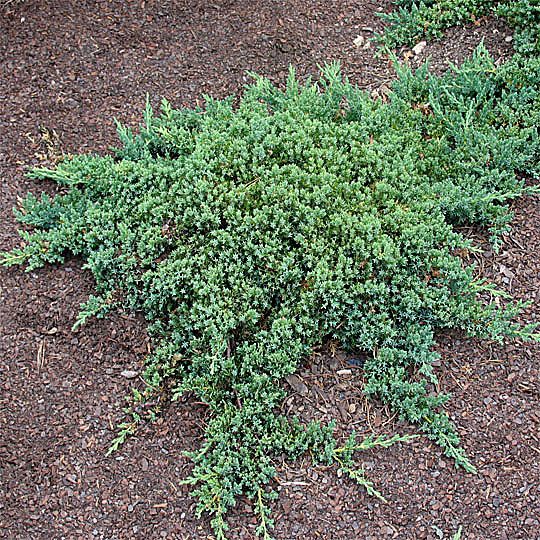 20774A Juniperus Nana A CF