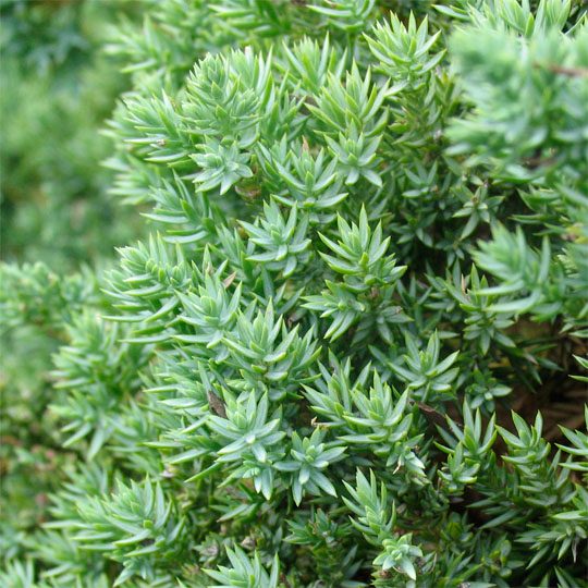 20774B Juniperus Nana B CF