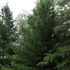 20839A Pinus strobus A CF 1