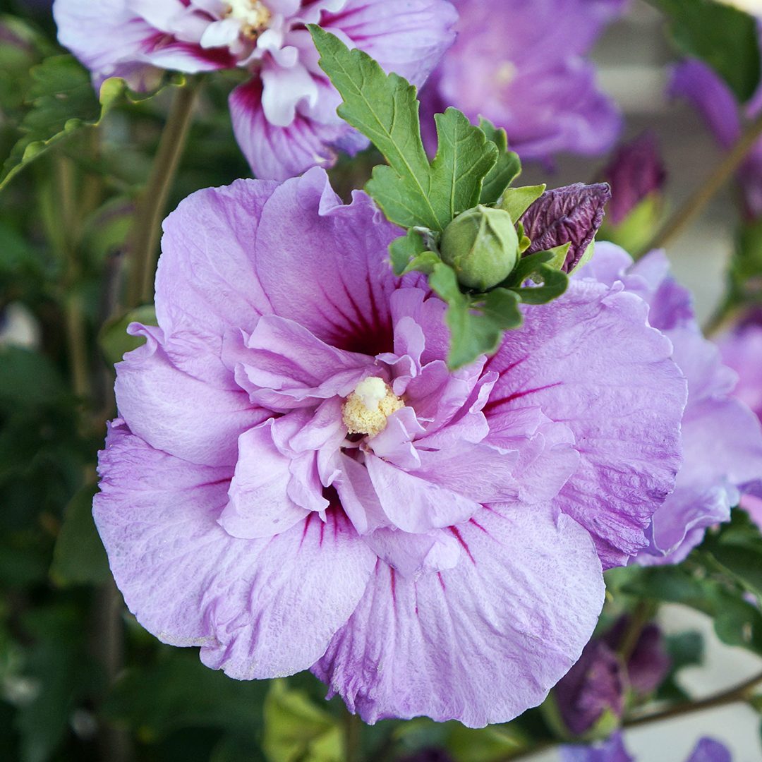 Hibiscus syriacus 'Notwoodone' - Midwest Groundcovers, LLC