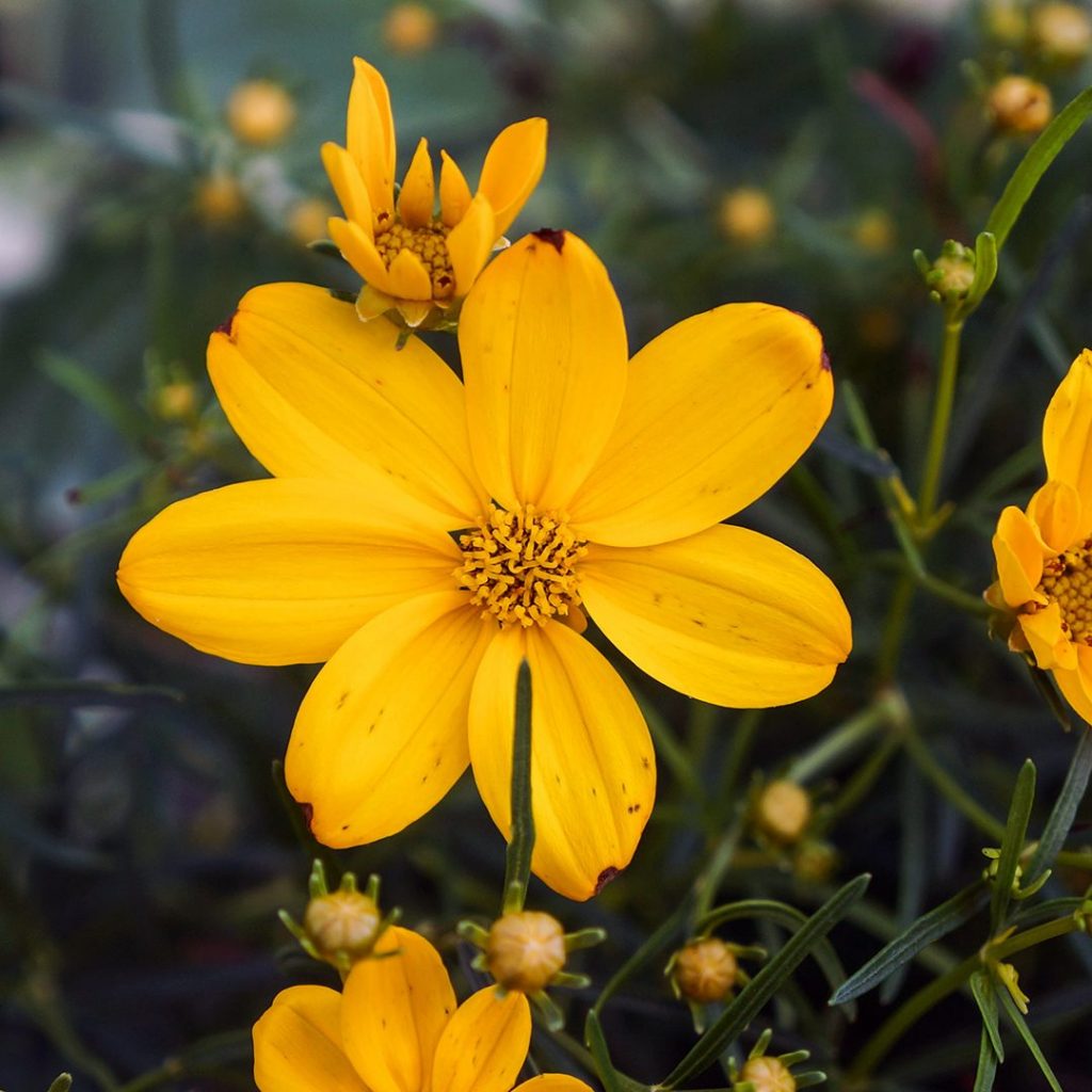 21258A Coreopsis Golden Showers A PO