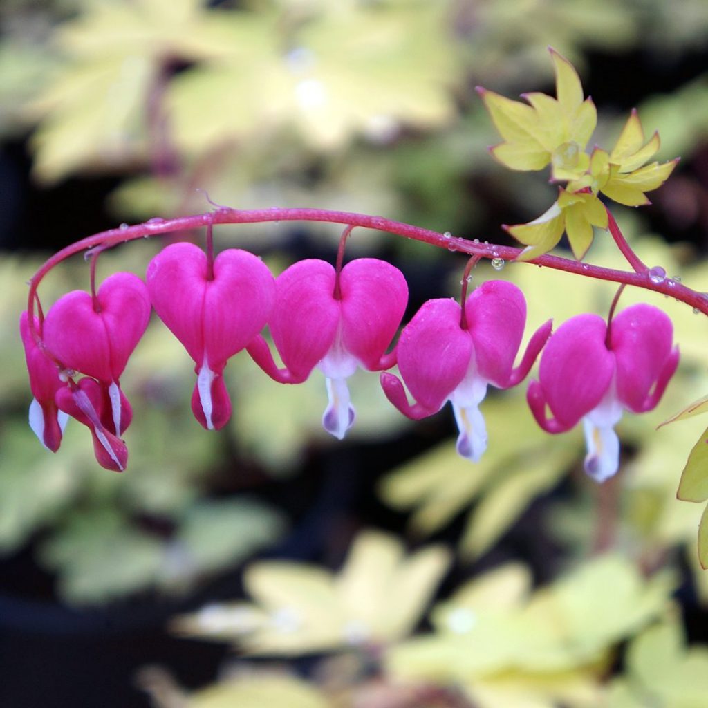 21687A Dicentra Gold Heart
