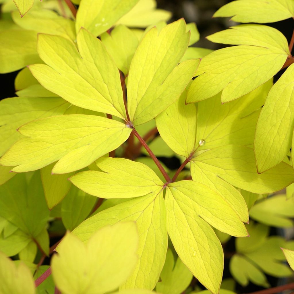 21687B Dicentra Gold Heart 2