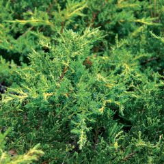 21716A Juniperus Daubs Frosted A CF 1