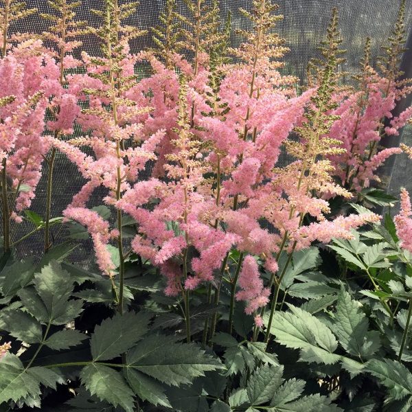 21862A Astilbe Vision in Pink 2