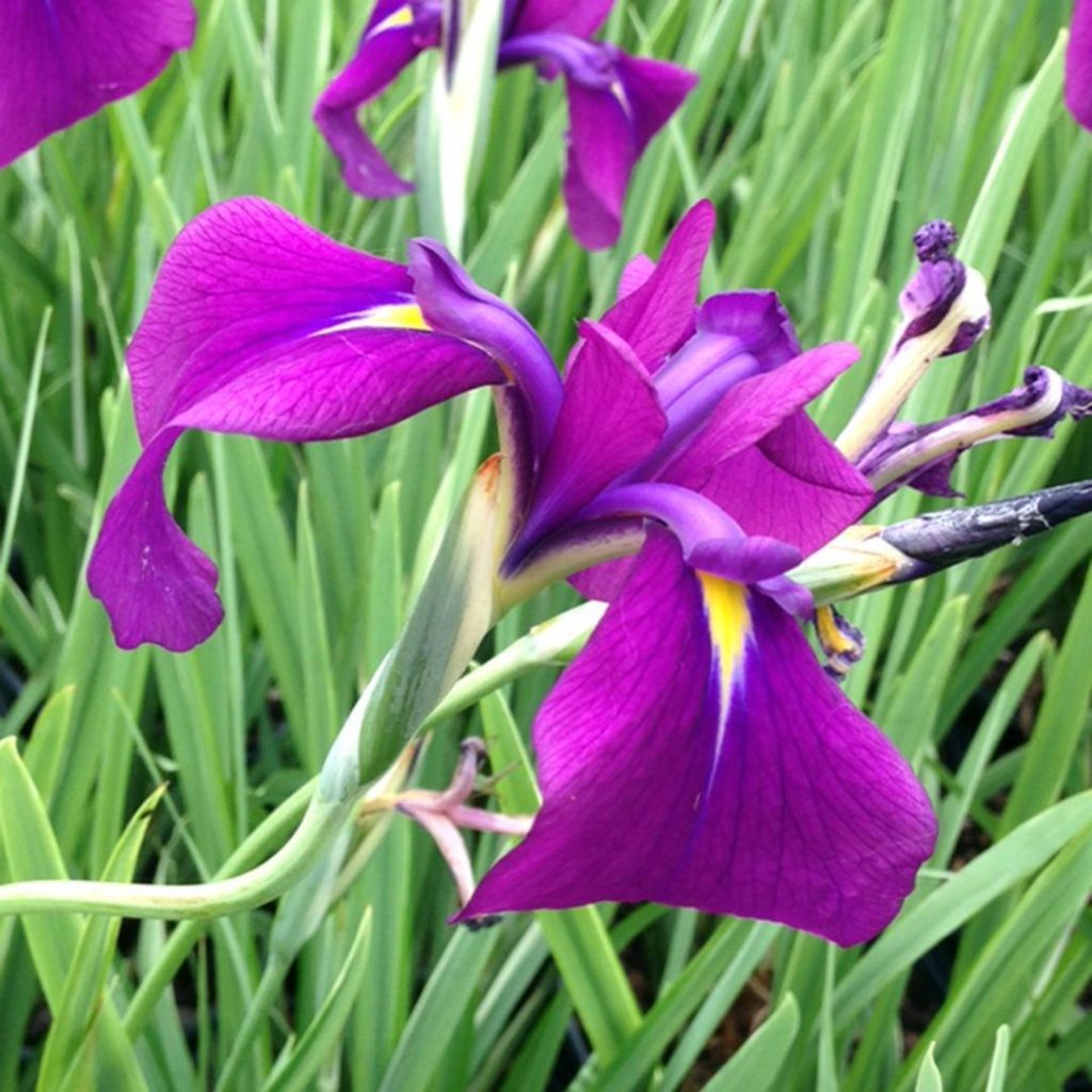 22006A Iris ensata variegata A PO 1