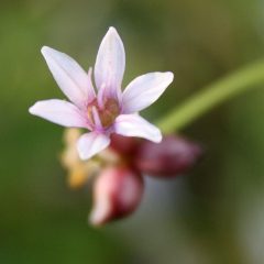 22475A Allium canadense NGN A NP 1