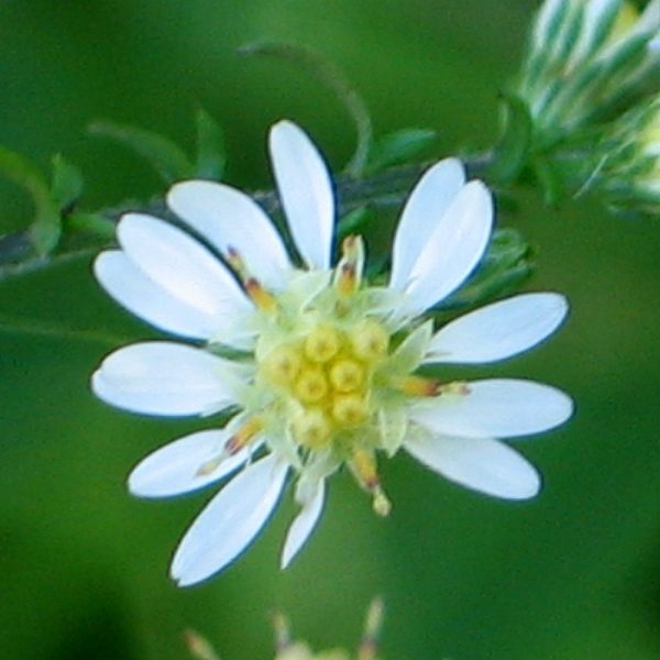 22493A Aster lateriflorus NGN A NP