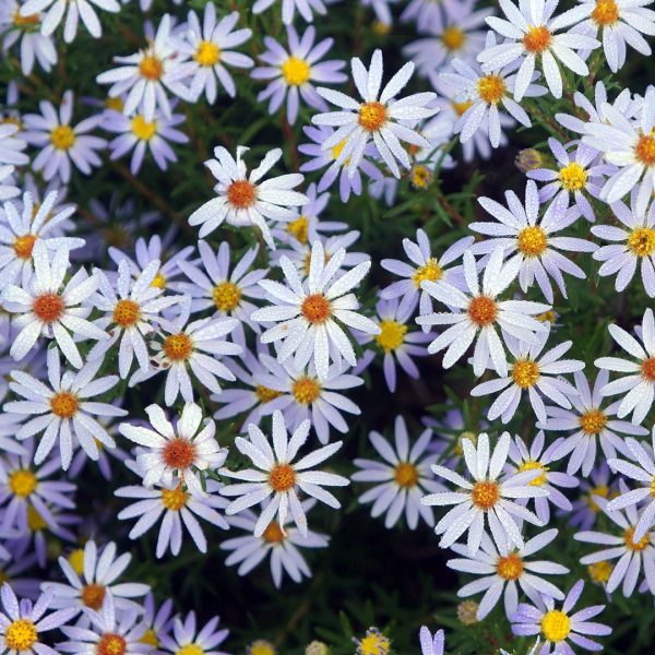 22494A Aster linariifolius NGN A NP