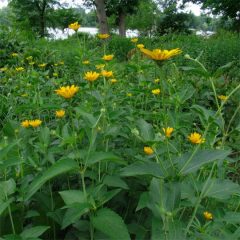 22594A Heliopsis helianthoides NGN A NP