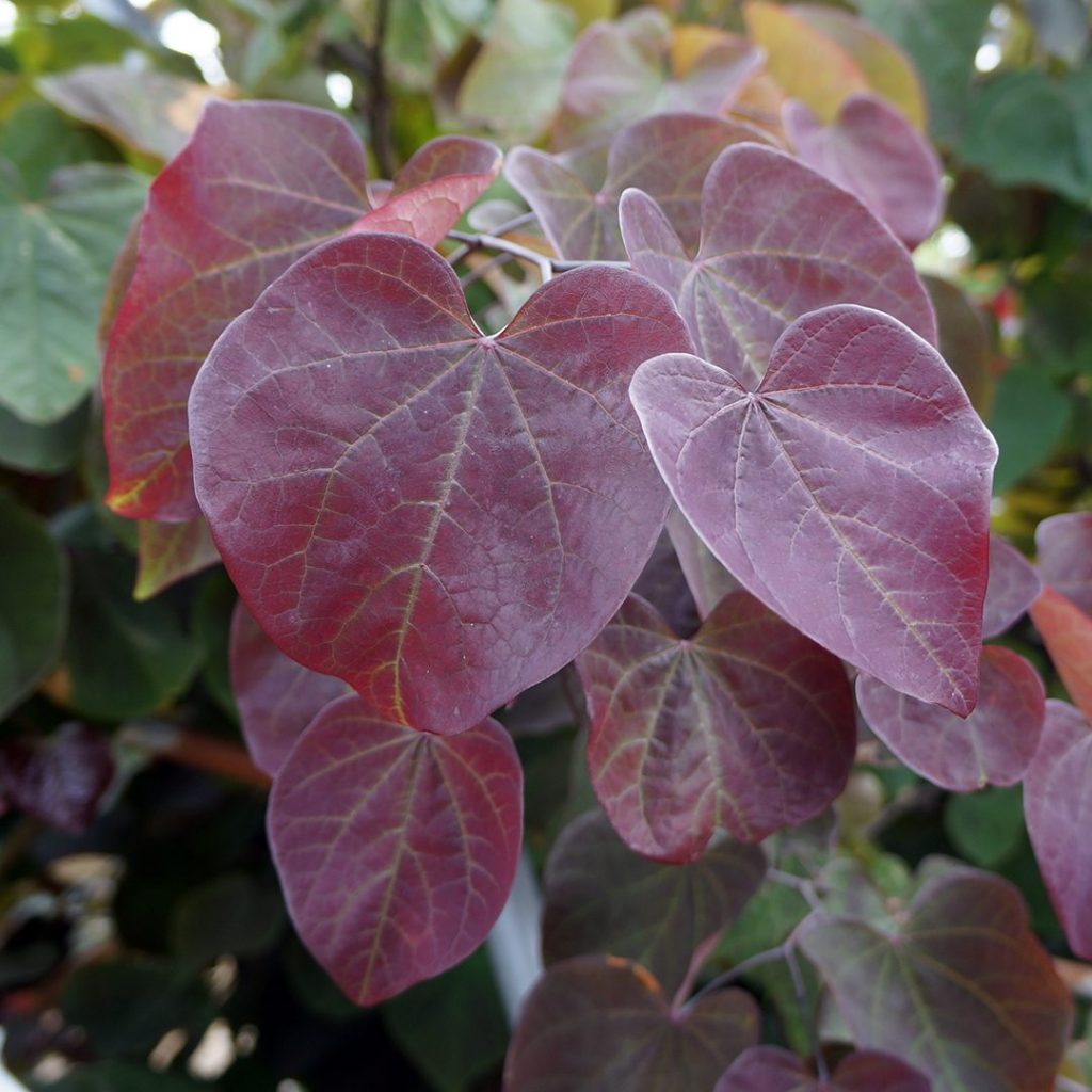 Cercis canadensis 'Forest Pansy' - Midwest Groundcovers, LLC