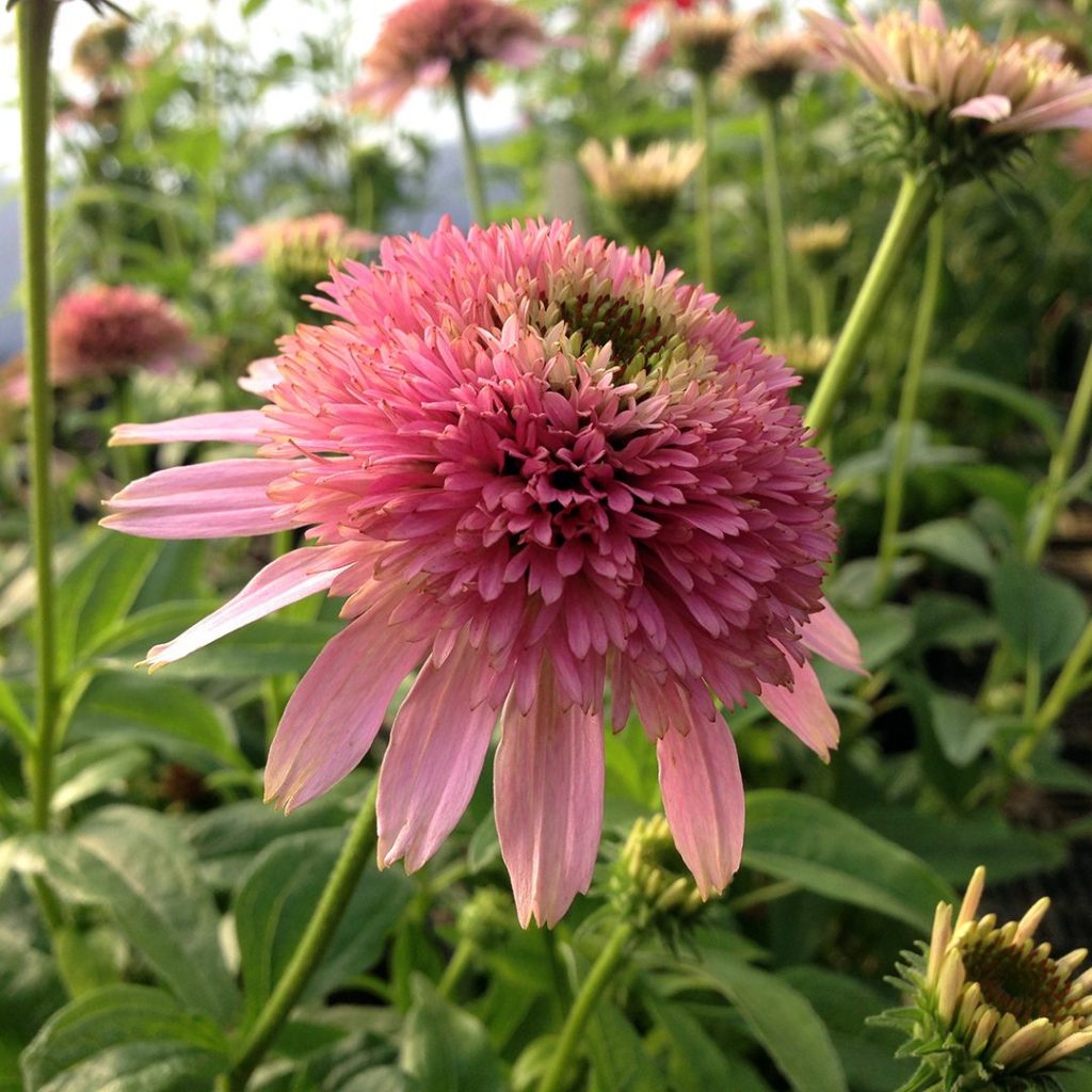 23166A Echinacea Butterfly Kisses A