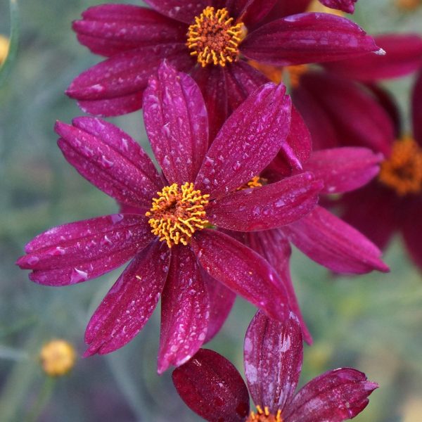 23466A Coreopsis Red Satin