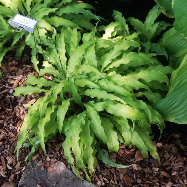 23575A Hosta Curly Fries
