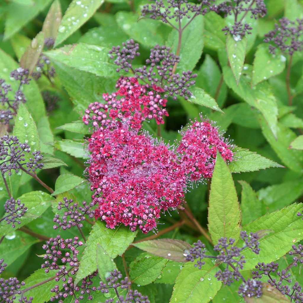 23630A Spiraea Double Play Red