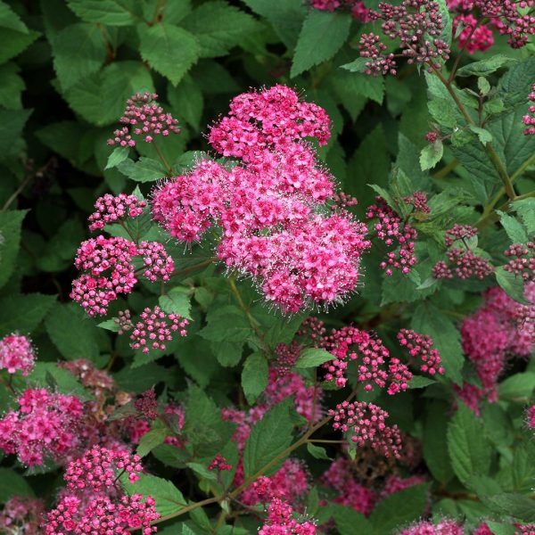 23835A Spiraea Double Play Pink