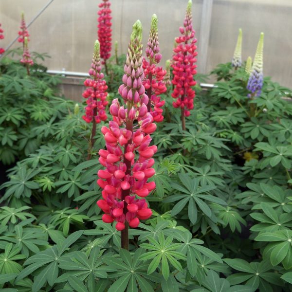 23972A Lupinus Red Rum