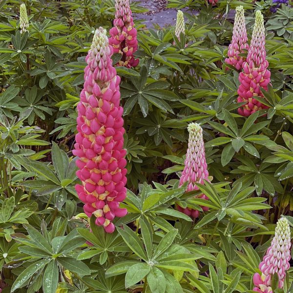 24103A Lupinus Tequila Flame