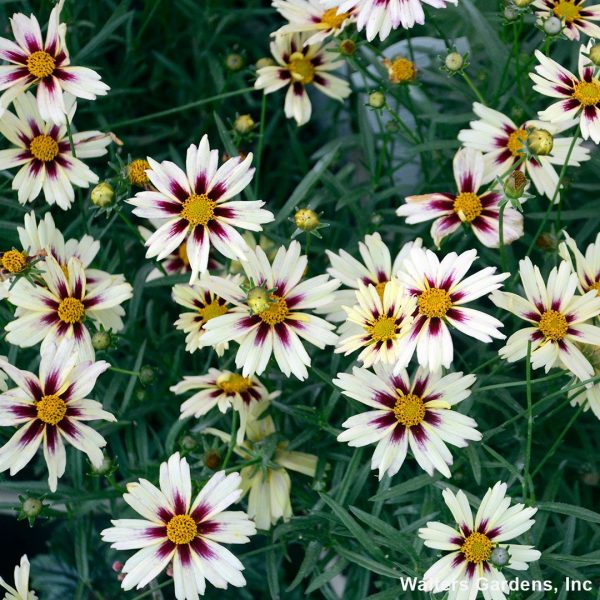 24110A Coreopsis Starlight