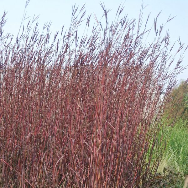 24144A Andropogon Red October