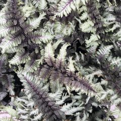 24197A Fern Crested Surf