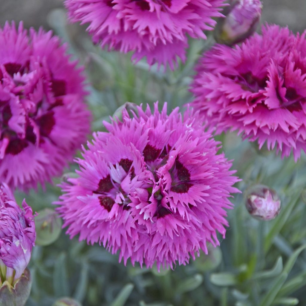 24219A Dianthus Spiked Punch