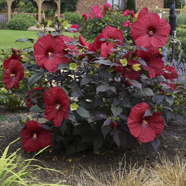 24260A Hibiscus Holy Grail