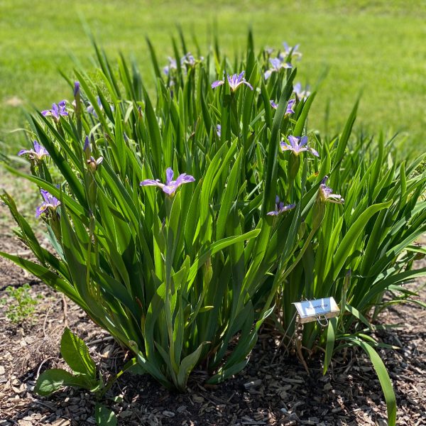 Iris versicolor 2
