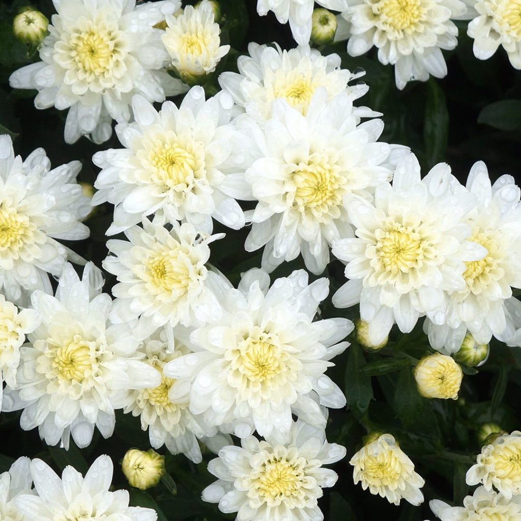 20872A Chrysanthemum White A TA